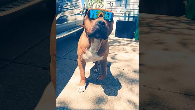 Main event cooper #wwe #wrestling #jeyuso #yeet #pets #americanbully #funny #dog #wwesuperstars Main event cooper #wwe #wrestling #jeyuso #yeet #pets #americanbully #funny #dog #wwesuperstars