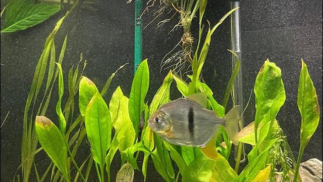 Amazon aquarium - fantastic relax to the sounds of natural 90 gallons aquarium no music Amazon aquarium - fantastic relax to the sounds of natural 90 gallons aquarium no music