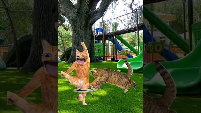 Kucing lucu di sunat Kucing lucu di sunat