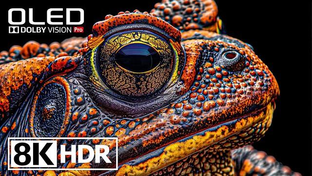 Amazing hdr 8k 60fps video with dolby vision #8k #hdr Amazing hdr 8k 60fps video with dolby vision #8k #hdr