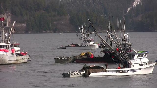 2009 silver bay herring sac roe fishery in hd 2009 silver bay herring sac roe fishery in hd