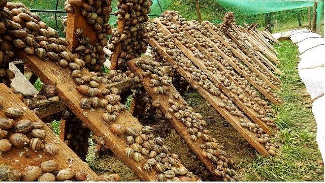 Самые невероятные фермы в мире Самые невероятные фермы в мире