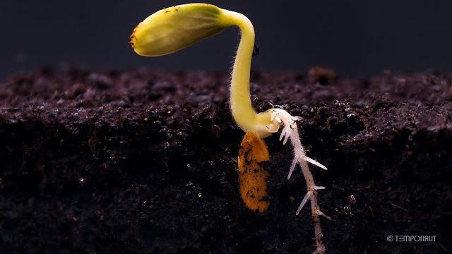 Root growth timelapse | soil cross section Root growth timelapse | soil cross section