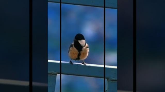 Japanese tits-cinematic edit#shorts Japanese tits-cinematic edit#shorts