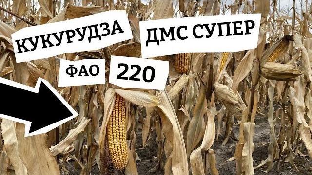 Кукурудза дмс супер фао 220 Кукурудза дмс супер фао 220