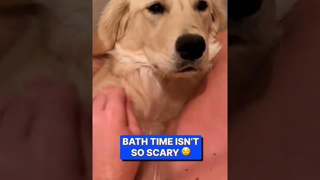 Convincing my dog bath time isn’t that bad Convincing my dog bath time isn’t that bad