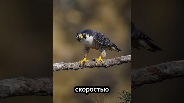 Хищная птица, от которой не скрыться даже в небе! ️ Хищная птица, от которой не скрыться даже в небе! ️
