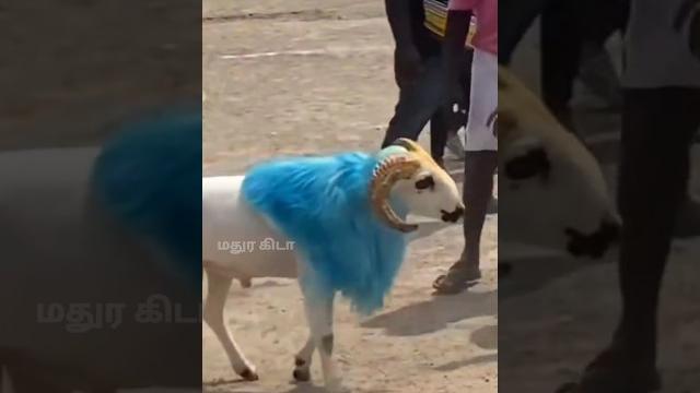 Sandiyar vellai | #madurai #muttu #kida #sandai #whatsappstatus #nativebreed #goat #goatlovers Sandiyar vellai | #madurai #muttu #kida #sandai #whatsappstatus #nativebreed #goat #goatlovers