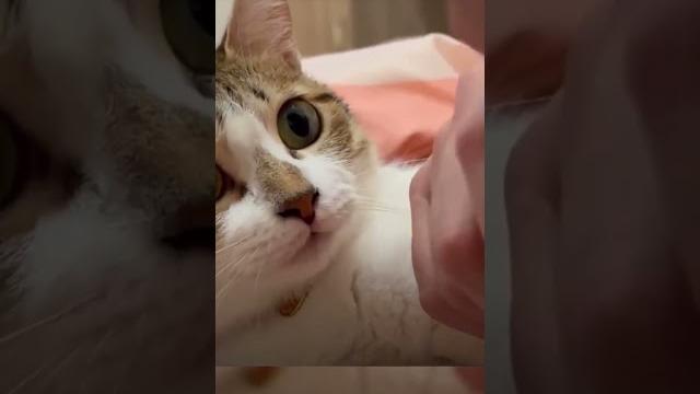 主人帮猫猫舔脚,猫猫一脸惊恐:可是我刚埋过粑粑哎…… 主人帮猫猫舔脚,猫猫一脸惊恐:可是我刚埋过粑粑哎……