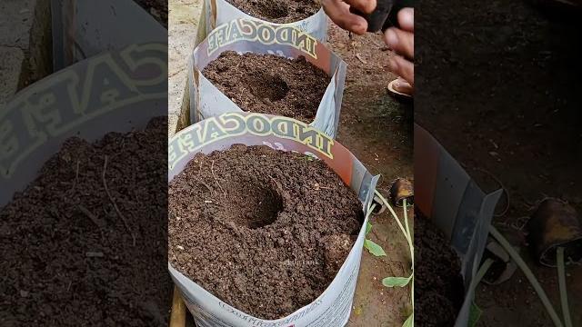 Menanam timun di wadah bekas Menanam timun di wadah bekas