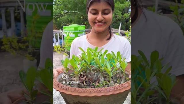 Adenium seeds germination #youtube #garden #adenium #shortsvideo #shortsfeed #shorts #gardening Adenium seeds germination #youtube #garden #adenium #shortsvideo #shortsfeed #shorts #gardening