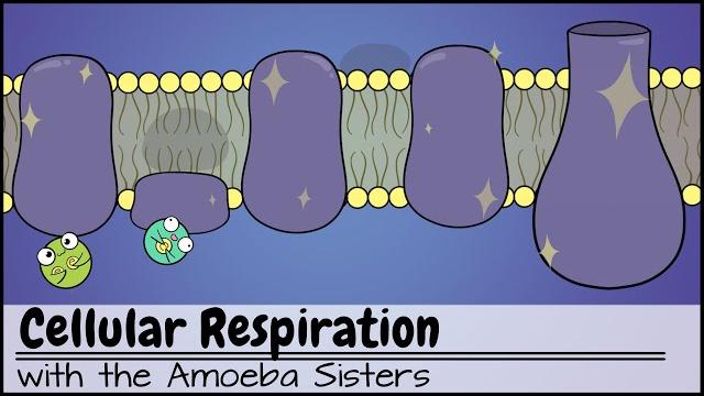 Cellular respiration (updated) Cellular respiration (updated)