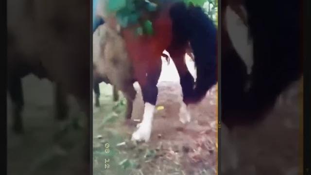 Horse mating pig #shorts Horse mating pig #shorts