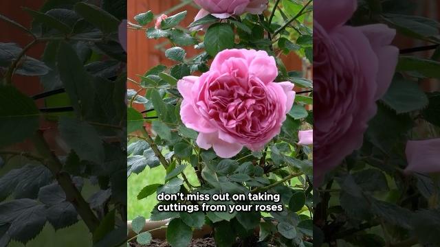 How to take rose cuttings (free plants!) How to take rose cuttings (free plants!)