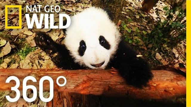 360° baby pandas | nat geo wild 360° baby pandas | nat geo wild