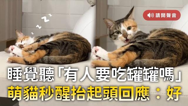 睡覺聽「有人要吃罐罐嗎」 萌貓秒醒抬起頭回應:好 睡覺聽「有人要吃罐罐嗎」 萌貓秒醒抬起頭回應:好
