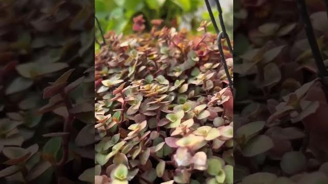 Pink turtle vine #turtlevine #floweringplants #flowers #vinca #foryou #plants #gardening Pink turtle vine #turtlevine #floweringplants #flowers #vinca #foryou #plants #gardening
