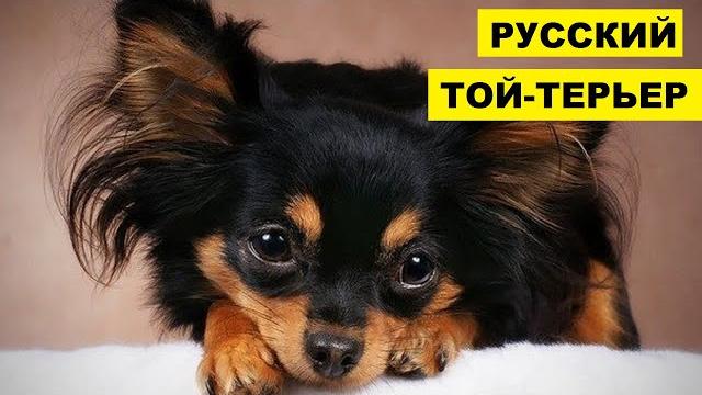 Русский той-терьер плюсы и минусы породы | собаководство | порода собак русский той-терьер Русский той-терьер плюсы и минусы породы | собаководство | порода собак русский той-терьер