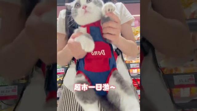 #溜猫 #蓝猫宝宝 #溜猫 #蓝猫宝宝