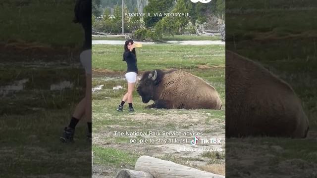 Despite warnings, woman approaches bison for selfie in yellowstone Despite warnings, woman approaches bison for selfie in yellowstone