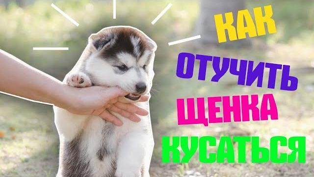 Как отучить щенка кусаться | щенок кусает за руки и ноги Как отучить щенка кусаться | щенок кусает за руки и ноги