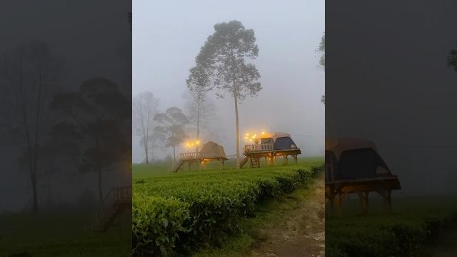 Meditatea camp - tambi, wonosobo. camping wonosobo, camping kebun teh, glamping wonosobo. glamping Meditatea camp - tambi, wonosobo. camping wonosobo, camping kebun teh, glamping wonosobo. glamping