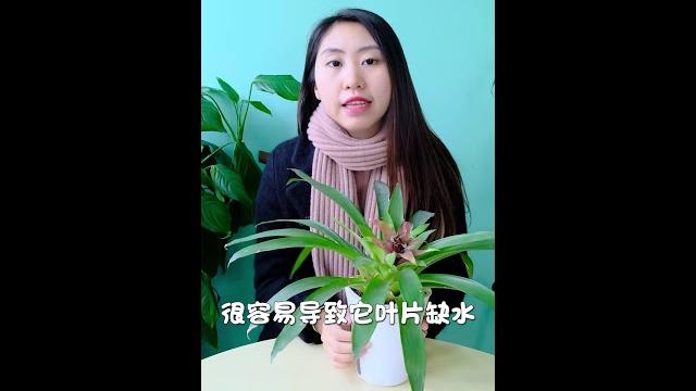 鴻運當頭枯萎了怎么辦,剪了再長唄 鴻運當頭枯萎了怎么辦,剪了再長唄