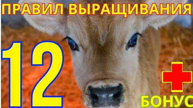 12 правил выращивания телят от специалиста 12 правил выращивания телят от специалиста