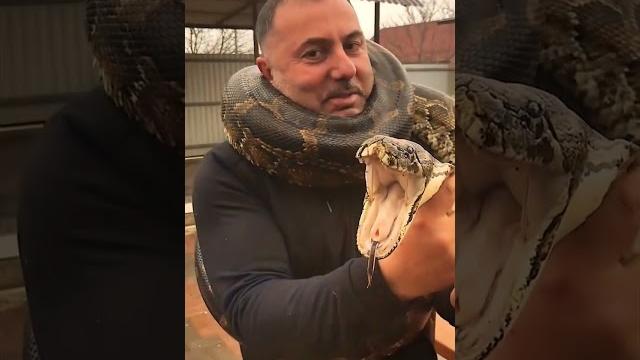Укус питона за... #shorts #python #snake Укус питона за... #shorts #python #snake