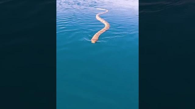 Close sea snake encounter!! Close sea snake encounter!!