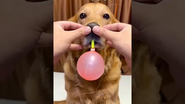 Balloon pumping challenge #shorts Balloon pumping challenge #shorts