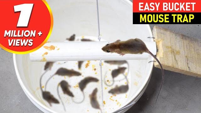 Mouse trap bucket || rat trap homemade || best mouse trap Mouse trap bucket || rat trap homemade || best mouse trap
