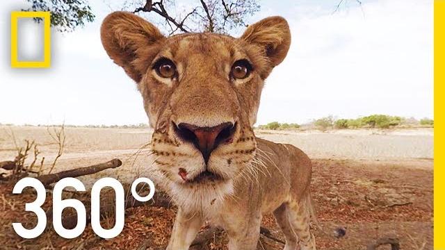 Lions 360° | national geographic Lions 360° | national geographic