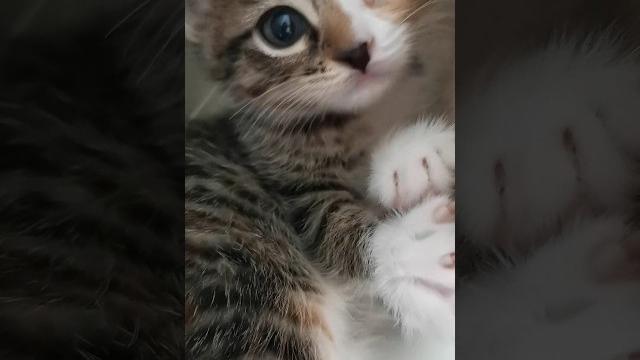 Котёнок ребёнок!!! ️️️️️ Котёнок ребёнок!!! ️️️️️
