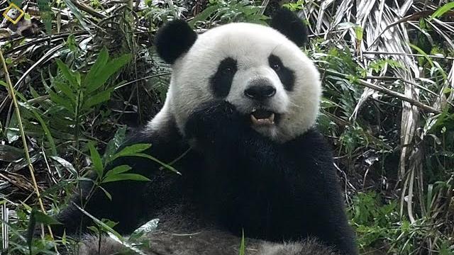 20201010 自家菜園圓仔隨抓隨吃 the giant panda yuan zai 20201010 自家菜園圓仔隨抓隨吃 the giant panda yuan zai