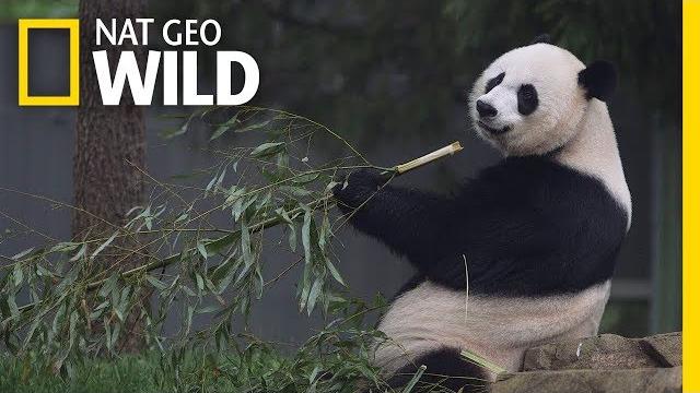 Giant pandas 101 | nat geo wild Giant pandas 101 | nat geo wild