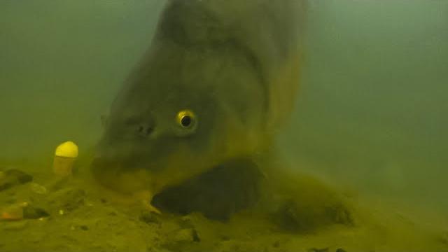 Ловля карпа на бойлы подводная съёмка Ловля карпа на бойлы подводная съёмка