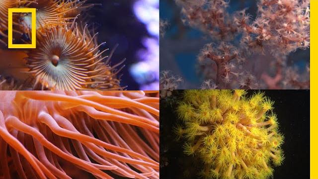Coral reefs 101 | national geographic Coral reefs 101 | national geographic