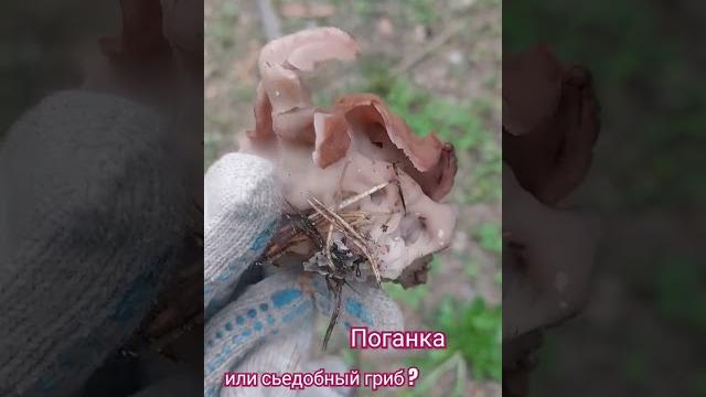 #гриб#интересные находки #лес #поганки #гриб#интересные находки #лес #поганки