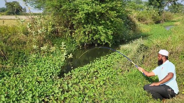 "village fishing life -only one hook needed!snakehead fish and baamfis four types of fishes catching "village fishing life -only one hook needed!snakehead fish and baamfis four types of fishes catching