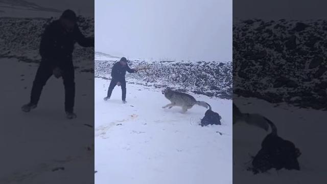 Bo'rilar jangi Bo'rilar jangi