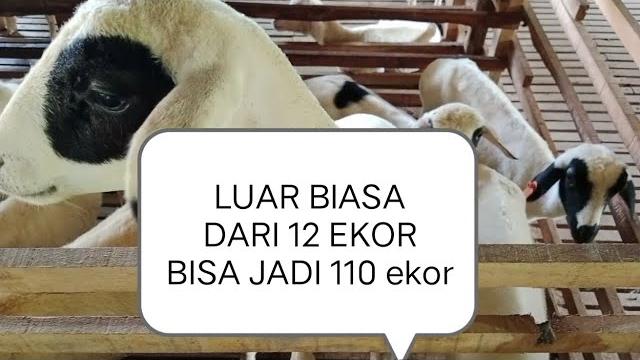 Peternak kambing_yang sukses|| bapak dikin Peternak kambing_yang sukses|| bapak dikin