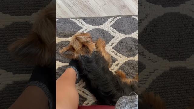 Foot pillow. #cute #funny #yorkie #dog #puppy #sweet #shorts #explorepage #pillow #clingy #cuddle Foot pillow. #cute #funny #yorkie #dog #puppy #sweet #shorts #explorepage #pillow #clingy #cuddle