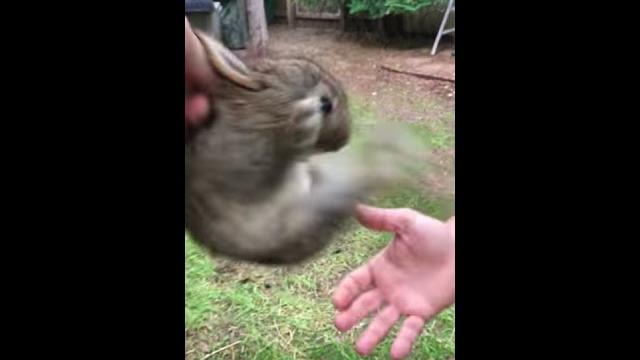 Screaming wild baby rabbit flys Screaming wild baby rabbit flys