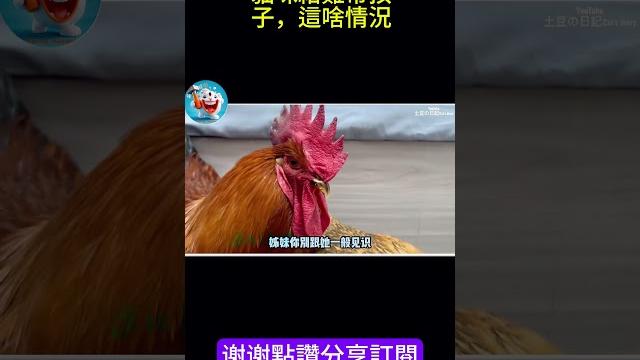 搞笑動物系列第420集 貓咪給雞帶孩子,這啥情況 #搞笑 #喵哥是萌新 #funny #搞笑 #喵哥是萌新 #大熱門 #萌宠 #animals #萌宠 #pets #爆笑 #爆笑 #cute #萌寵 搞笑動物系列第420集 貓咪給雞帶孩子,這啥情況 #搞笑 #喵哥是萌新 #funny #搞笑 #喵哥是萌新 #大熱門 #萌宠 #animals #萌宠 #pets #爆笑 #爆笑 #cute #萌寵