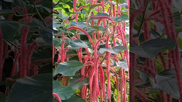 Amazing acalypha hispida plant ##aucklandnz #naturelovers #beautiful #shortsvideo #shorts #flowers Amazing acalypha hispida plant ##aucklandnz #naturelovers #beautiful #shortsvideo #shorts #flowers