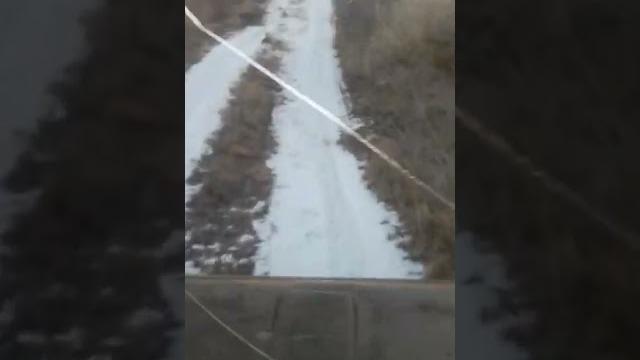 Следы медведя Следы медведя