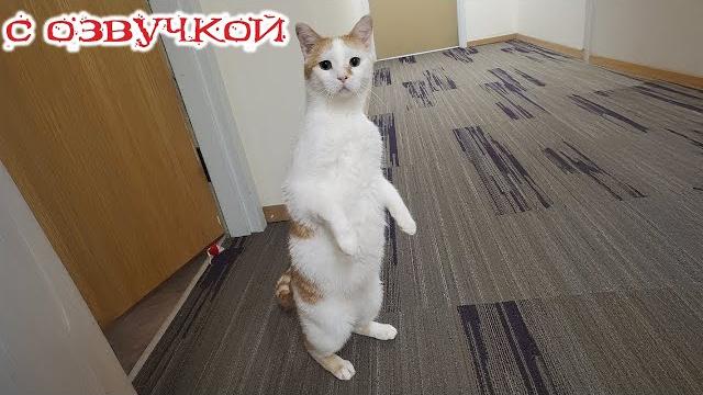 Приколы с котами! с озвучкой! смешные коты! смешные видео с животными! попробуй не засмеяться Приколы с котами! с озвучкой! смешные коты! смешные видео с животными! попробуй не засмеяться
