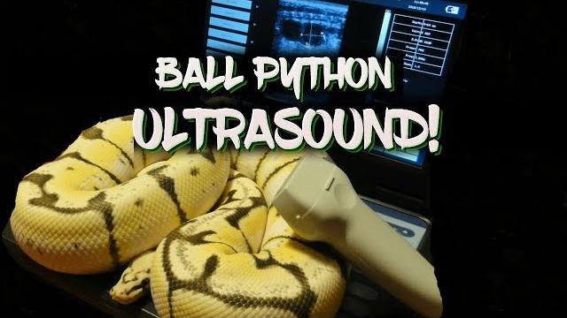 Ball python ultrasound! Ball python ultrasound!
