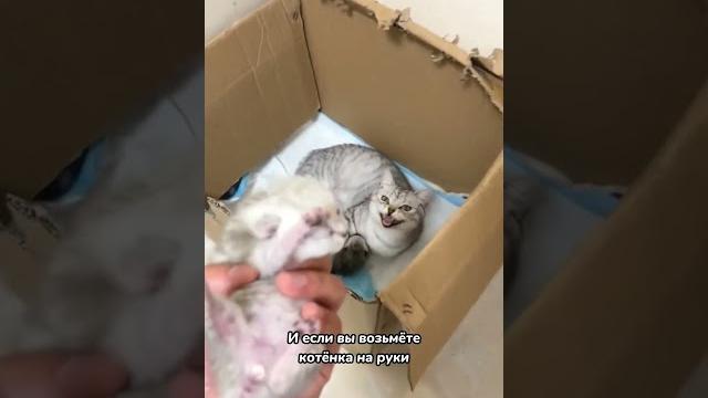 Вот почему кошка отказывается от котят Вот почему кошка отказывается от котят